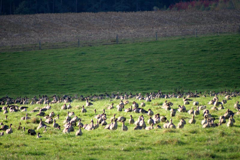 Killikus&reg; Fotographie